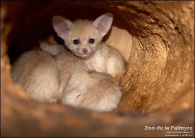 Quel est cet animal ?