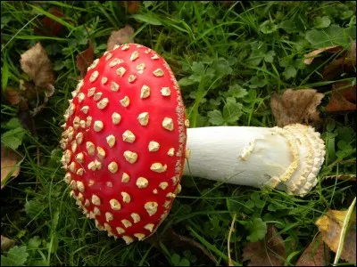 D'après la photo, quelle est cette espèce de champignon ?