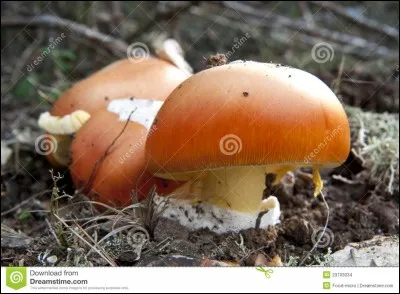 Ce champignon est-il toxique ? (amanite des Césars)