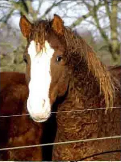 Quelle race de cheval au "pelage" (ou robe) particulier est connu pour être hypoallergénique ?