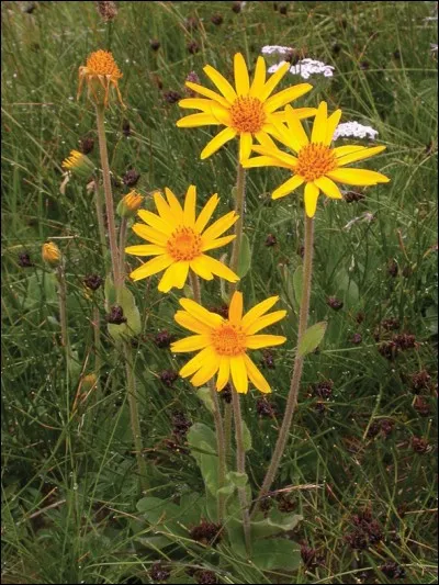 A - "Arnica montana" en teinture mère est un médicament réservé à un usage externe.