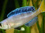 Quiz Cichlids et silures du lac Tanganyika