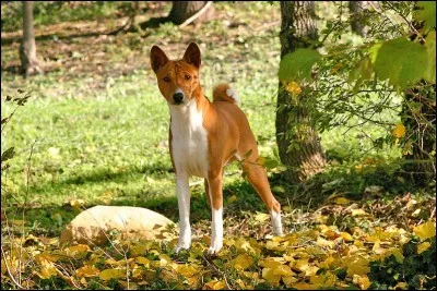 De quelle race de chiens s'agit-il ?