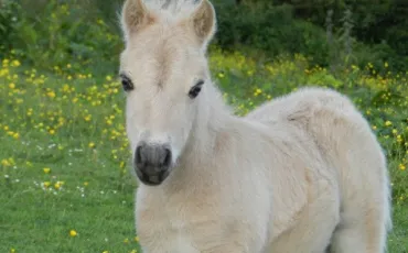 Quiz Animaux