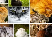 Quiz Les animaux