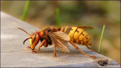 Trouve le nom de l'animal