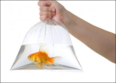 D'où vient le poisson rouge?