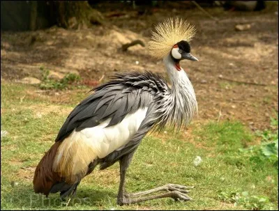 La Grue - La grue est un oiseau.