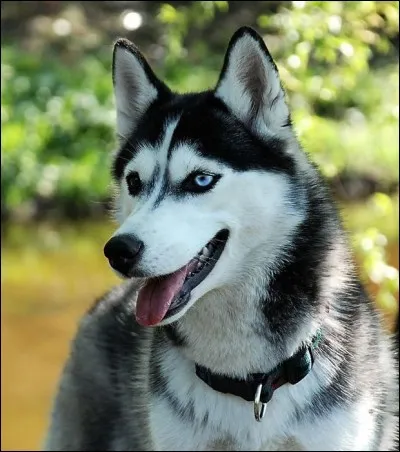 De quelle race est ce chien ?