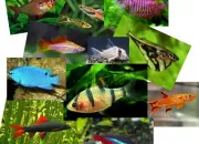 Quiz Poissons d'eau douce