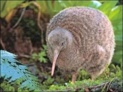 Quel est cet oiseau de Nouvelle-Zélande aux ailes très atrophiées ?