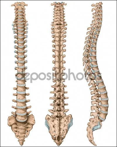 Quelles sont les vertèbres les plus résistantes ?