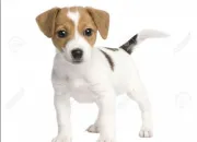 Quiz Le Jack Russel