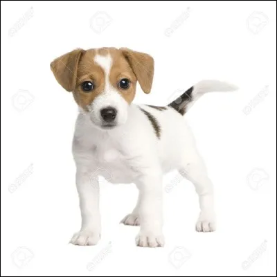 Combien de couleurs le Jack Russel peut-il avoir ?