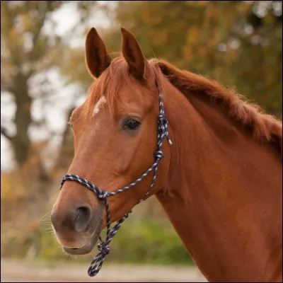 Comment s'appelle ce que porte ce cheval ?