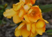 Quiz Le freesia