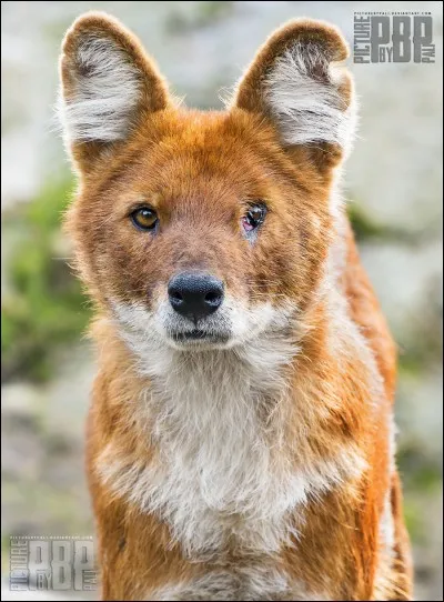 Quel est cet animal ?