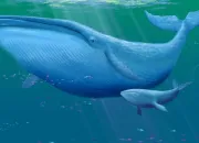 Quiz Connais- tu les baleines ?