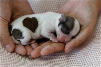 Quel est ce mignon bébé ?