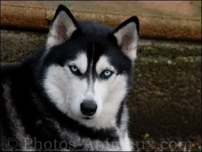 Combien de couleurs les huskys peuvent-ils avoir ?