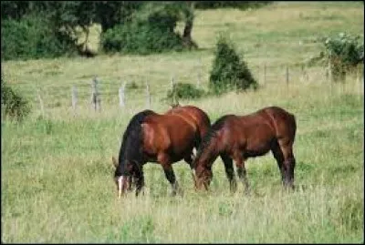 Pour les chevaux, ces plantes sont comestibles sauf une, laquelle ?