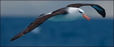 Animaux - Laquelle de ces affirmations concernant l'albatros est 
fausse ?