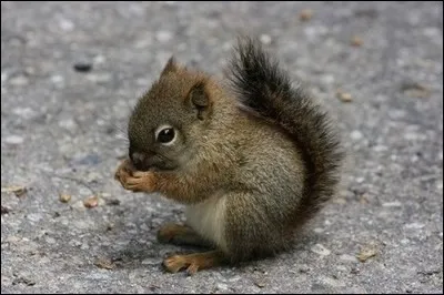 Quel est le nom de cet animal trop mignon ?