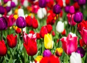 Quiz Un chemin parsem de tulipes