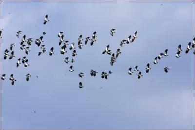 Dans sa magnifique chanson "La montagne", quel vol d'oiseaux Jean Ferrat décrit-il ?