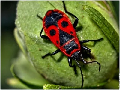 Quel est cet insecte ?