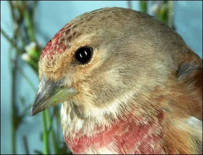 Si vous avez une tête de ..., je vous déconseille ce quiz, vous risquez d'y laisser des plumes !