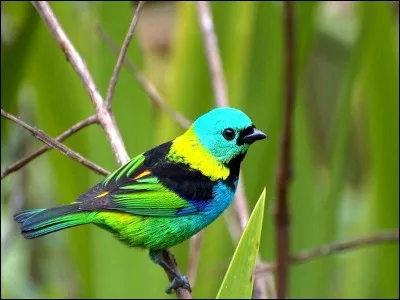 Élèvent les oiseaux.