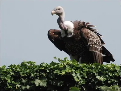 C'est cet oiseau qui vole le plus haut ! Il peut atteindre 11 000 m d'altitude, à la faveur des vents ascendants, quel est son nom ?