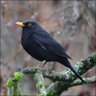 Identifie cet oiseau.