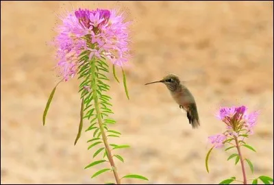 Cet oiseau peut voler sur place pour puiser le pollen d'une fleur. Quel est son nom ?