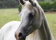 Quiz Les races de chevaux