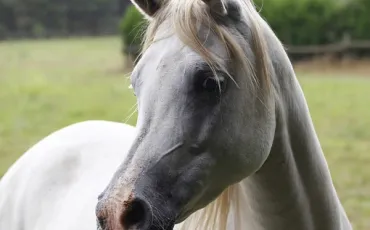 Quiz Chevaux