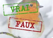 Quiz Vrai ou faux ? - Oiseaux