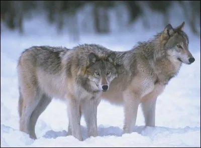 Quel est le nom de cet animal ?