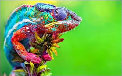 Un caméléon change la couleur de sa peau pour se camoufler.