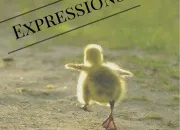 Quiz Expressions avec des oiseaux