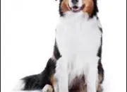 Quiz Quelle est la race de ce chien ?