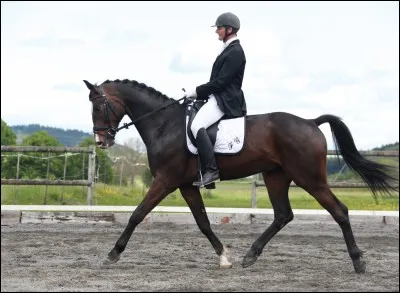 Quel équipement est interdit en épreuve de dressage ?