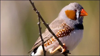 Quelle est la bonne traduction d' "oiseau" ?