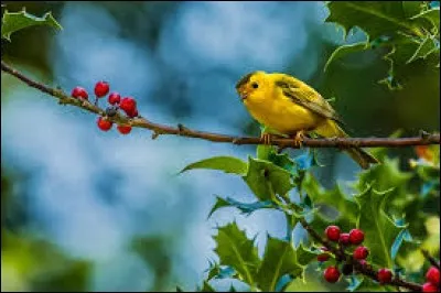 Oh ! Un oiseau !