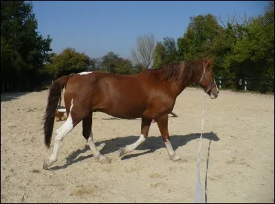 Quel est le diamètre habituel du cercle décrit par le cheval en longe ?