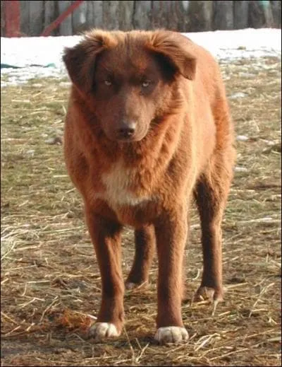 Quelle est la race de ce chien ?