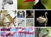 Quiz 10 oiseaux, 10 questions !