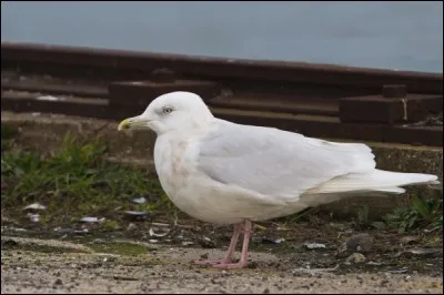 On trouve souvent dans les ports, et surtout dans les ports de pêche, de grands rassemblements de laridés (mouettes et goélands). L'hiver, on peut y détecter la présence de deux espèces rares de goélands, venus d'Islande, du Groenland ou d'Amérique du Nord. Ce sont le Goéland bourgmestre et...