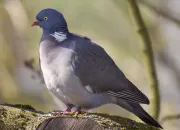 Quiz La vie des oiseaux